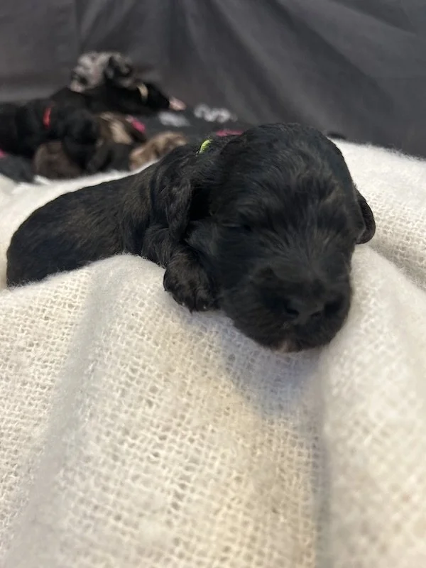Goldendoodle puppies 35.jpeg
