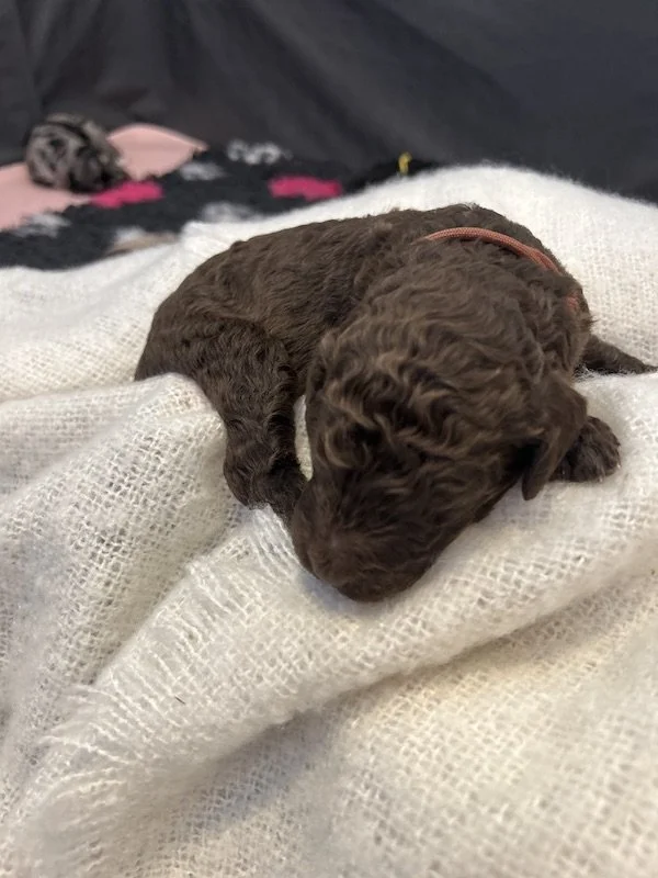 Goldendoodle puppies 54.jpeg