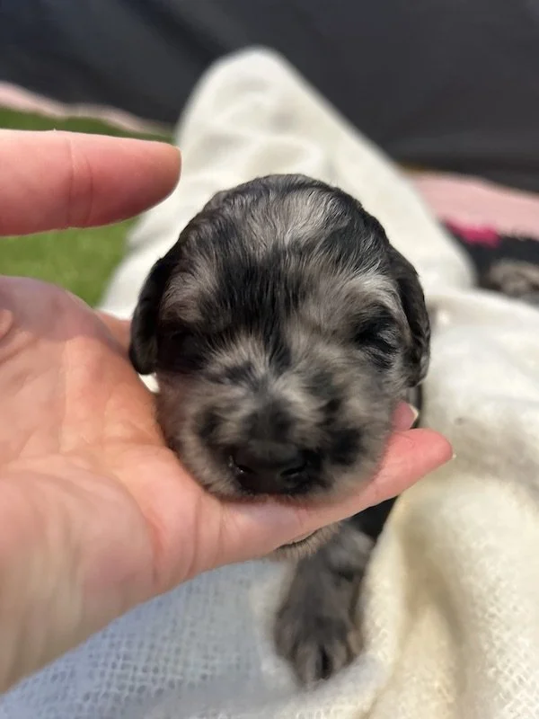 Goldendoodle puppies 58.jpeg