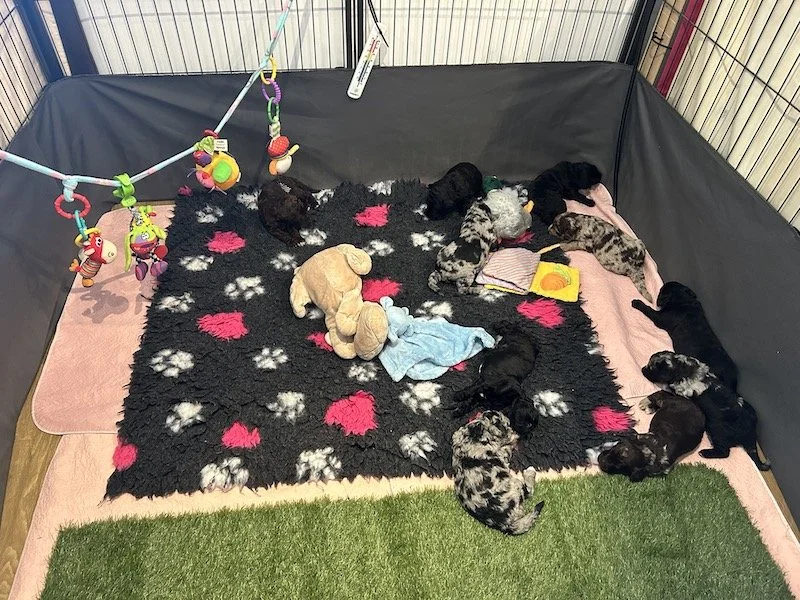 Goldendoodle puppies 1.jpeg