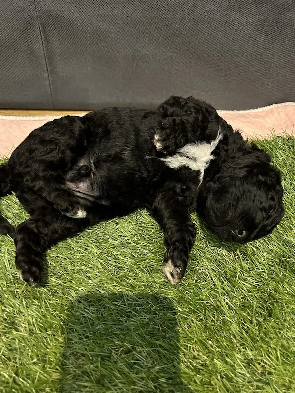 Goldendoodle puppies 9.jpeg