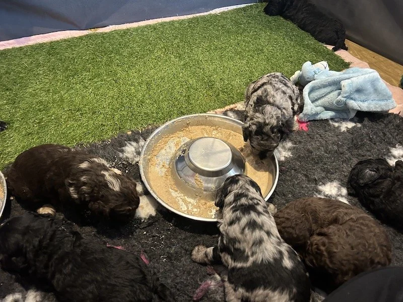 Goldendoodle puppies 13.jpeg