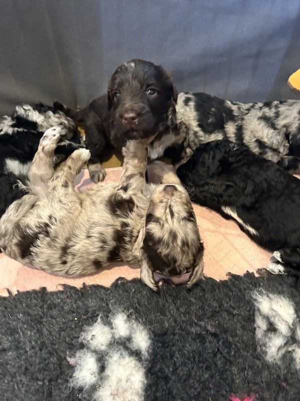 Goldendoodle puppies 17.jpeg