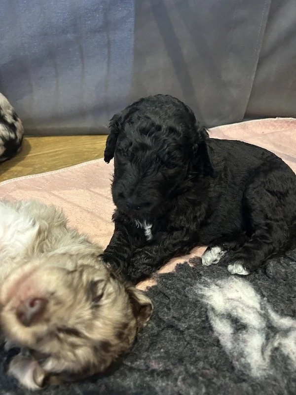 Goldendoodle puppies 23.jpeg
