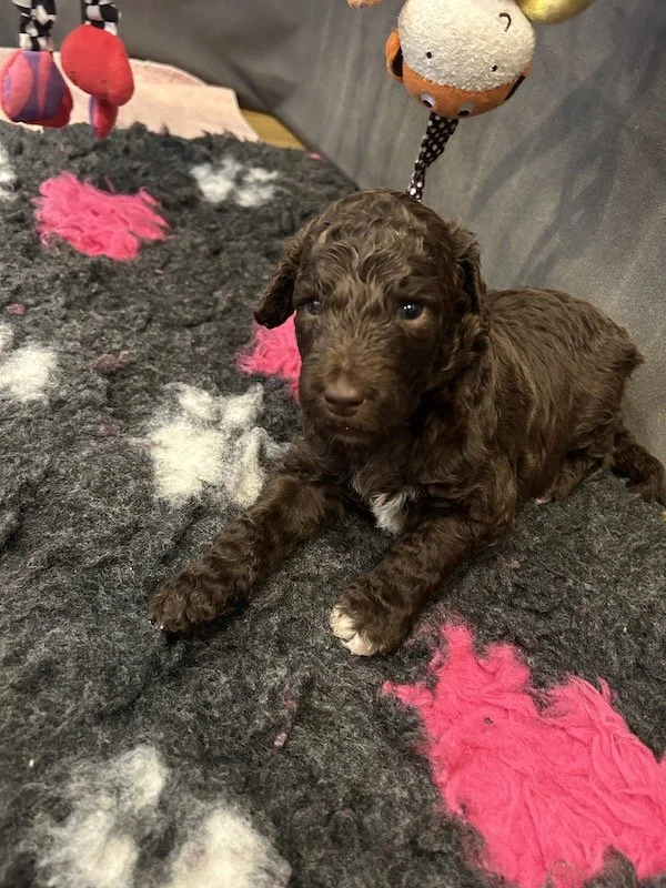 Goldendoodle puppies 29.jpeg