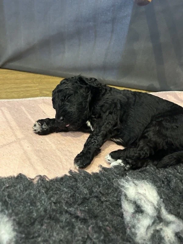 Goldendoodle puppies 30.jpeg