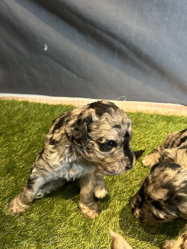 Goldendoodle puppies 32.jpeg