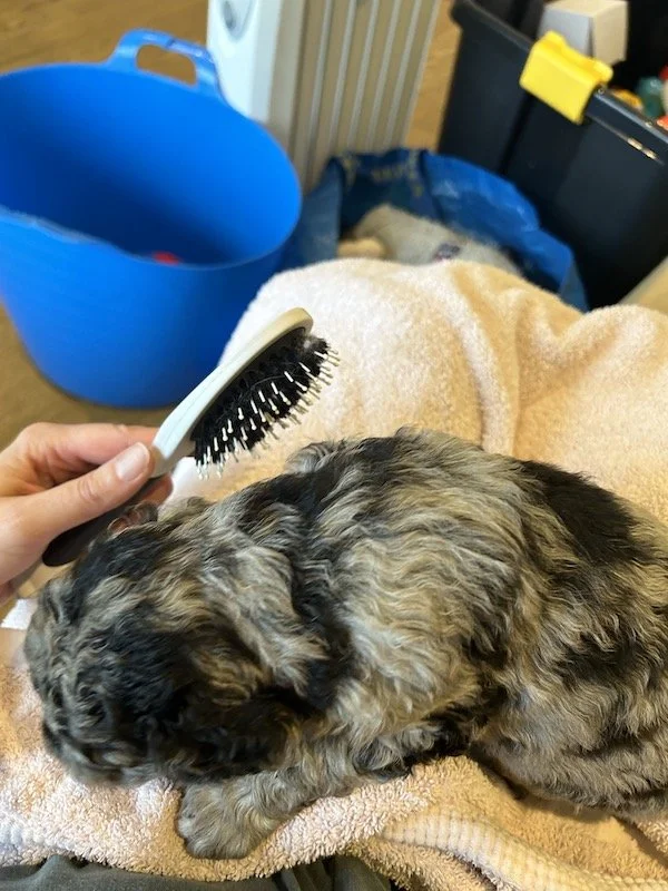 Goldendoodle puppies 20.jpeg