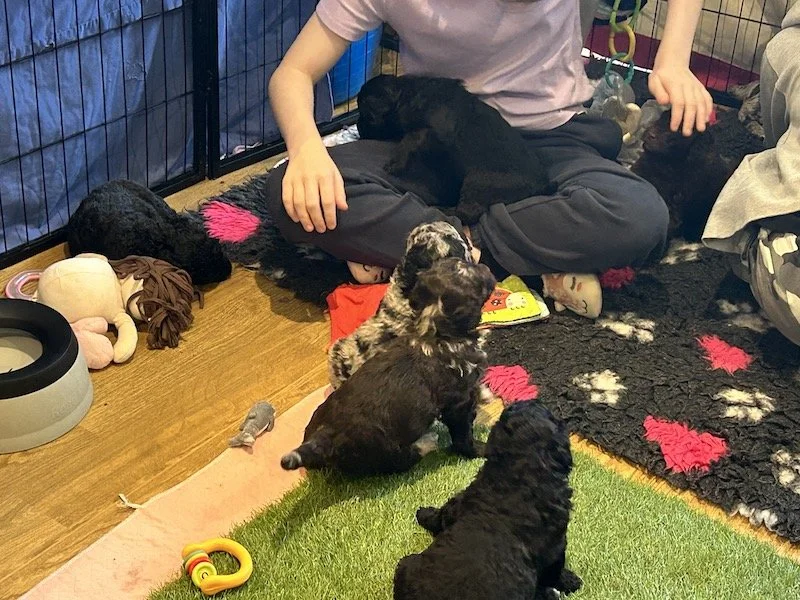 Goldendoodle puppies 30.jpeg