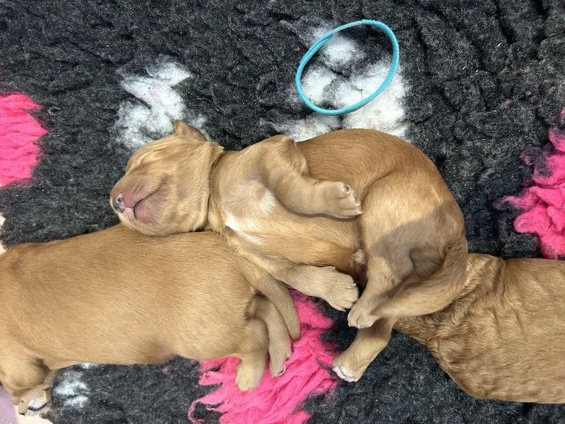 Goldendoodle puppies 2.jpeg