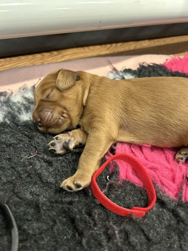 Goldendoodle puppies 6.jpeg