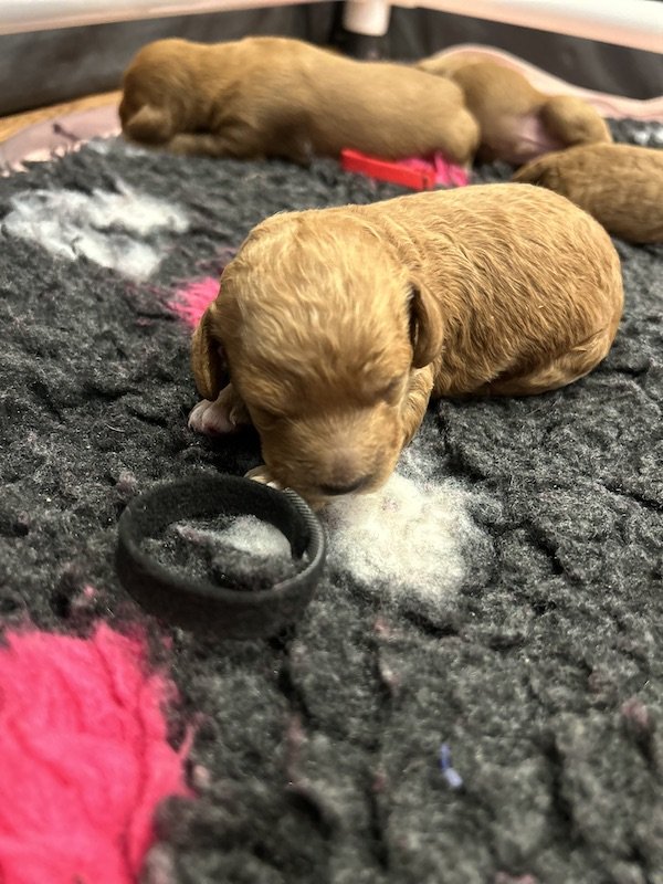 Goldendoodle puppies 8.jpeg