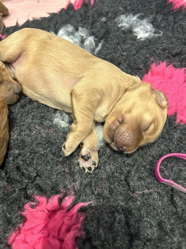 Goldendoodle puppies 9.jpeg