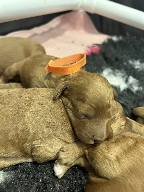 Goldendoodle puppies 10.jpeg
