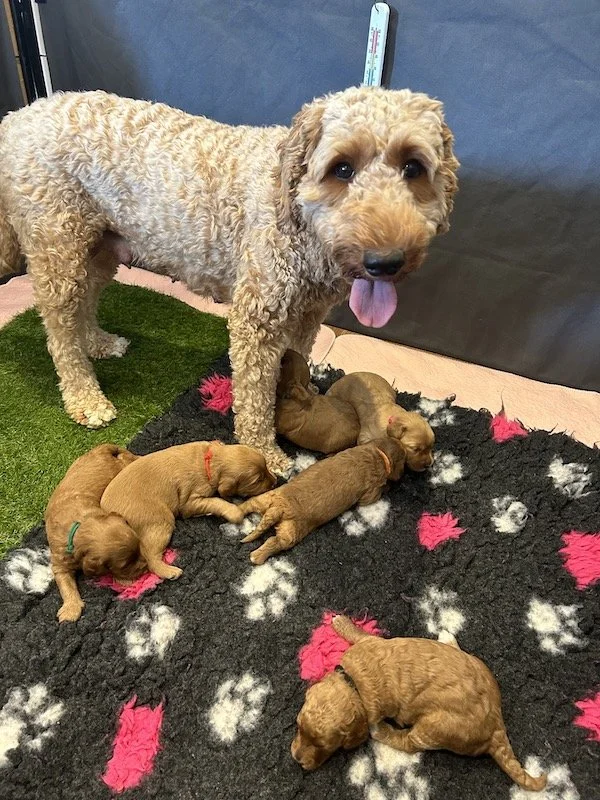 Goldendoodle puppies 1.jpeg