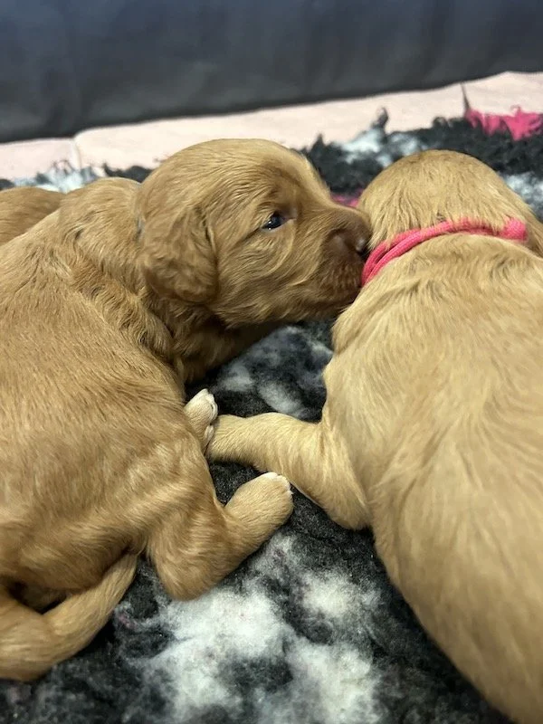 Goldendoodle puppies 2.jpeg