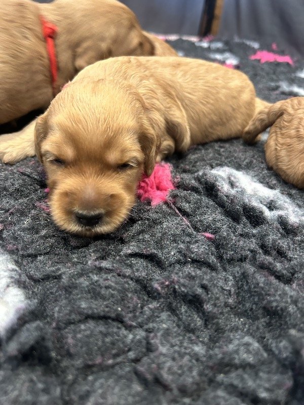 Goldendoodle puppies 6.jpeg