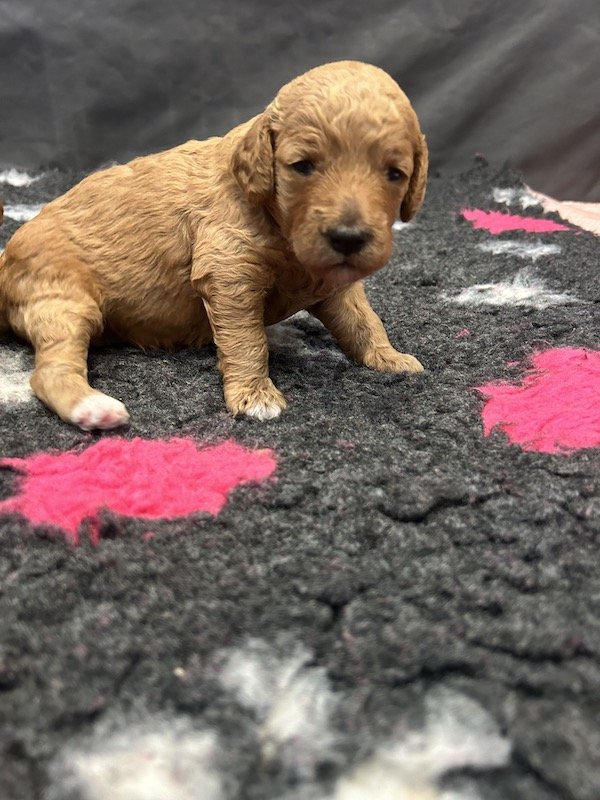 Goldendoodle puppies 8.jpeg
