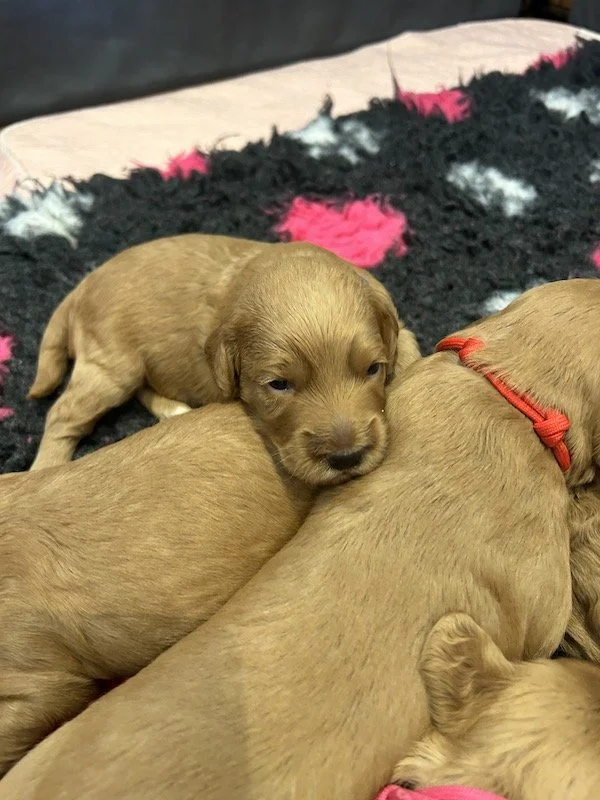 Goldendoodle puppies 12.jpeg