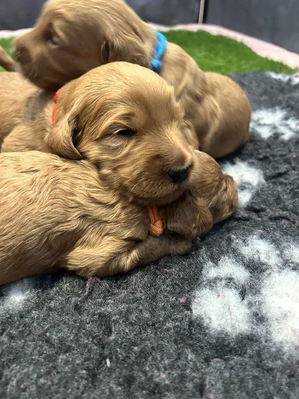 Goldendoodle puppies 14.jpeg