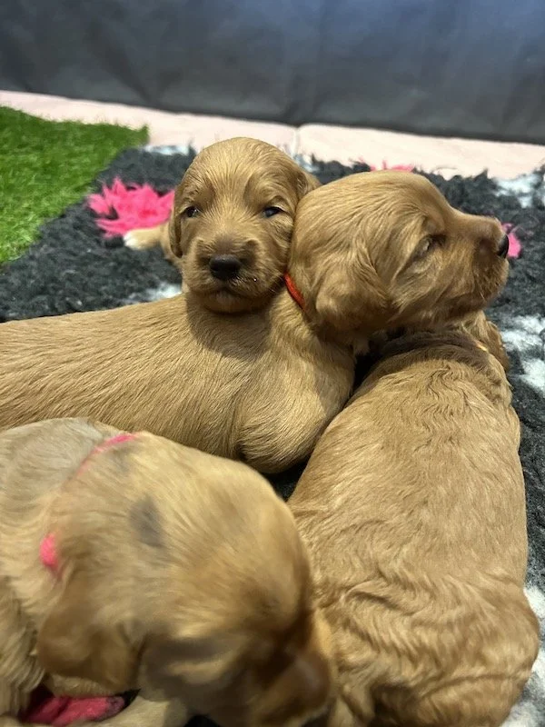Goldendoodle puppies 15.jpeg
