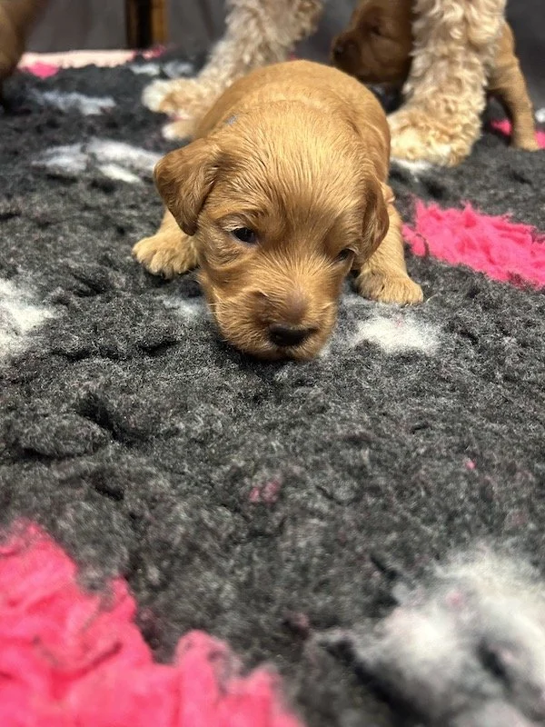 Goldendoodle puppies 21.jpeg