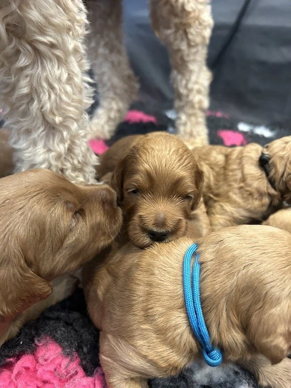 Goldendoodle puppies 24.jpeg