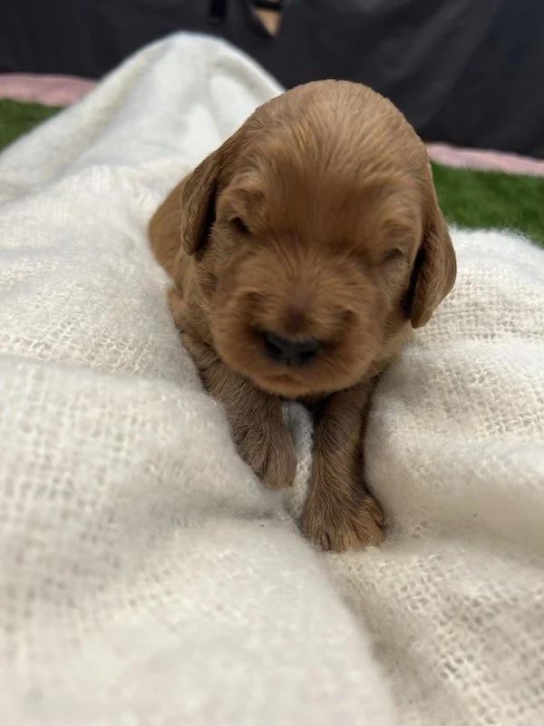 Goldendoodle puppies 25R.jpeg
