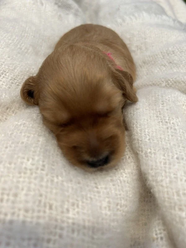 Goldendoodle puppies 34.jpeg