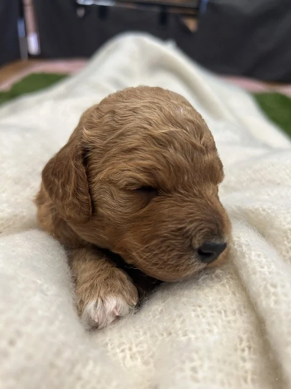 Goldendoodle puppies 36BL.jpeg