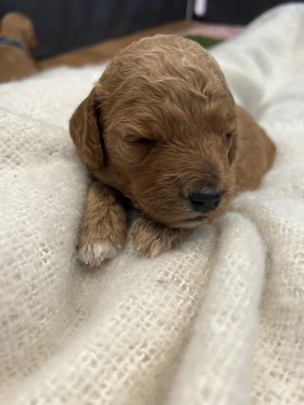 Goldendoodle puppies 38BL.jpeg