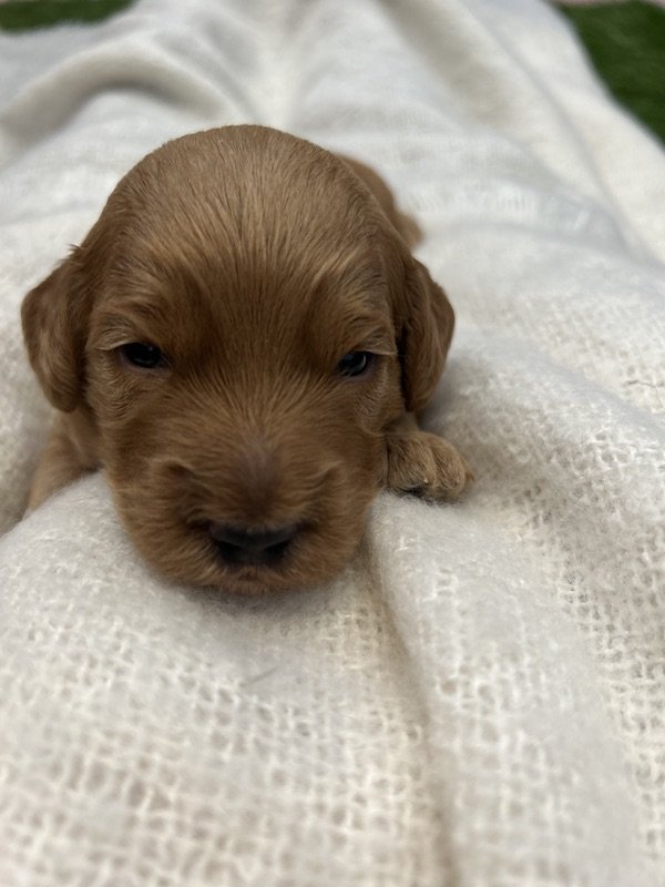 Goldendoodle puppies 47B.jpeg