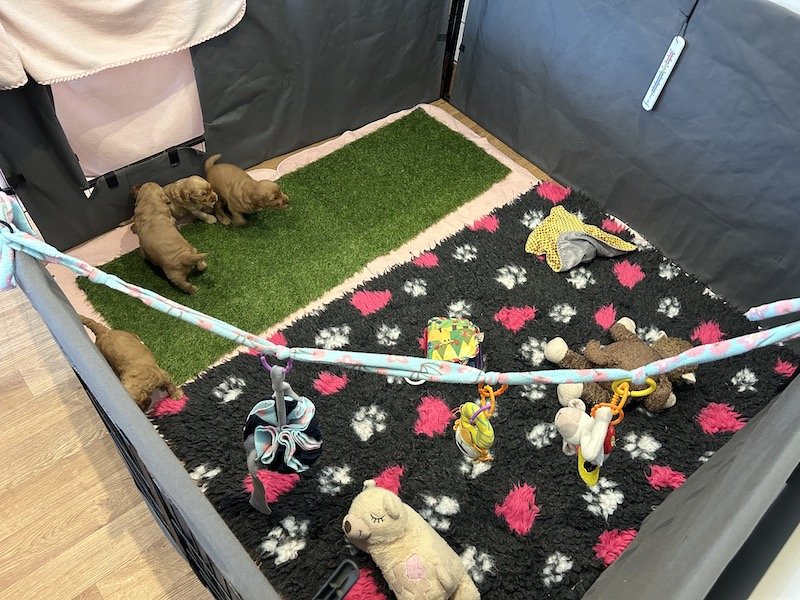 Goldendoodle puppies 1.jpeg