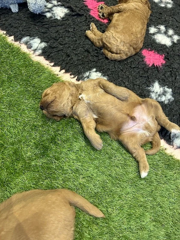Goldendoodle puppies 8.jpeg
