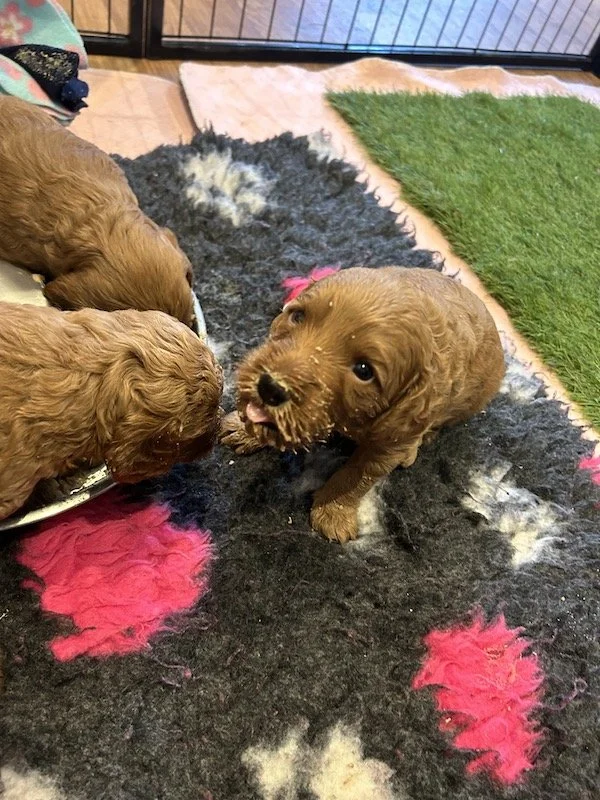 Goldendoodle puppies 14.jpeg