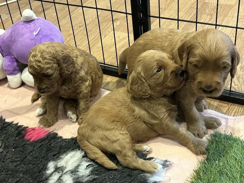 Goldendoodle puppies 21.jpeg