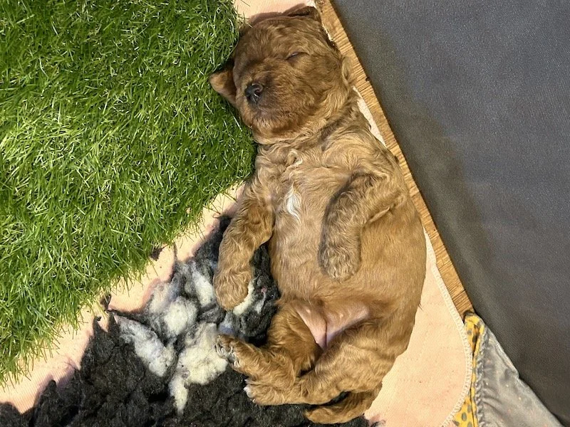Goldendoodle puppies 22.jpeg
