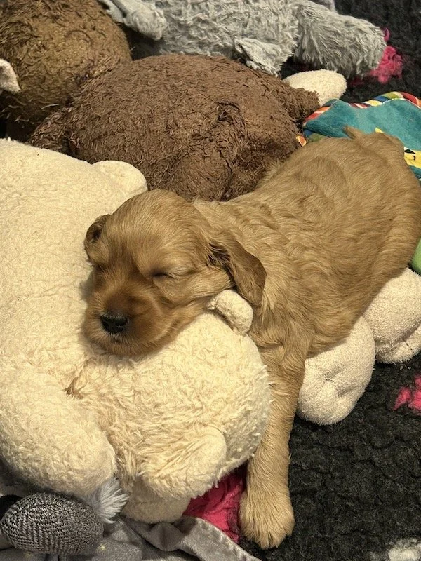 Goldendoodle puppies 23.jpeg