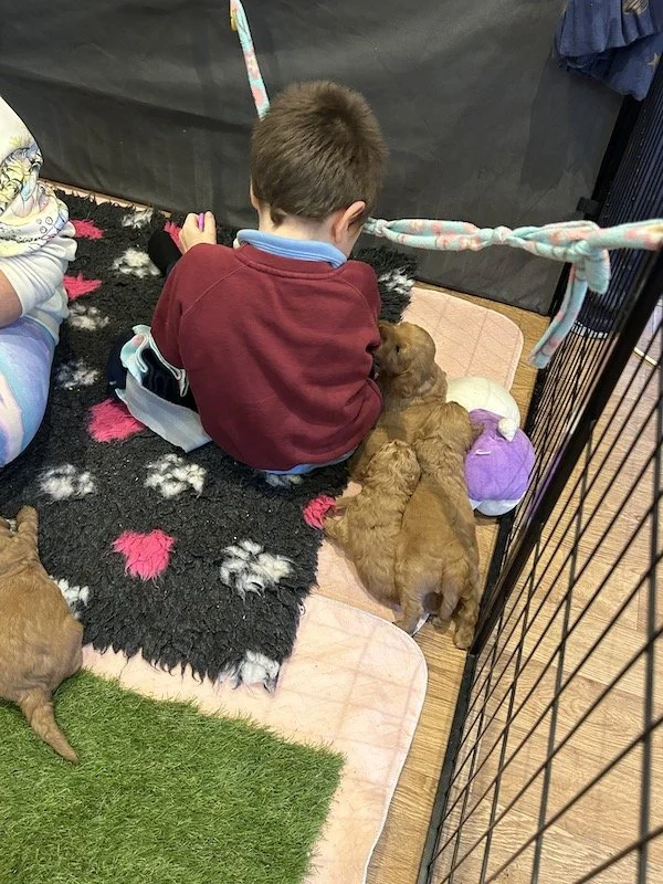 Goldendoodle puppies 24.jpeg