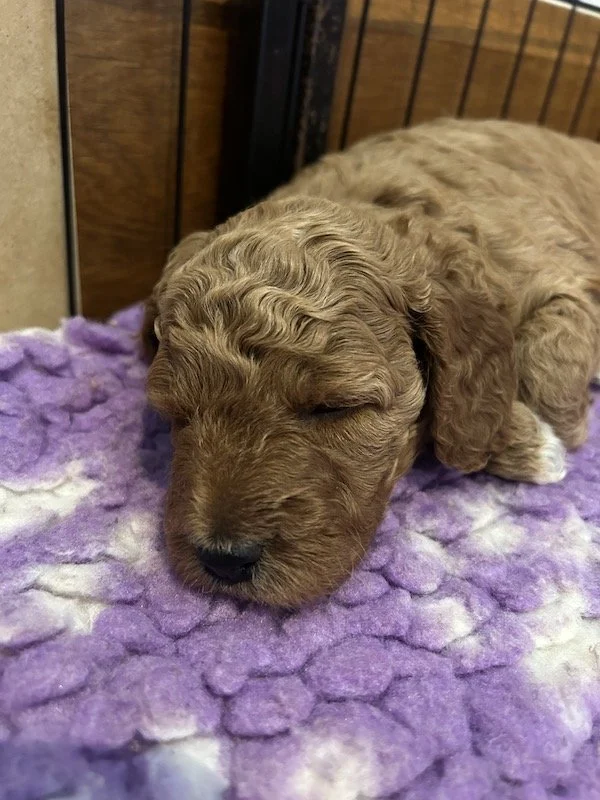 Goldendoodle puppies 2.jpeg