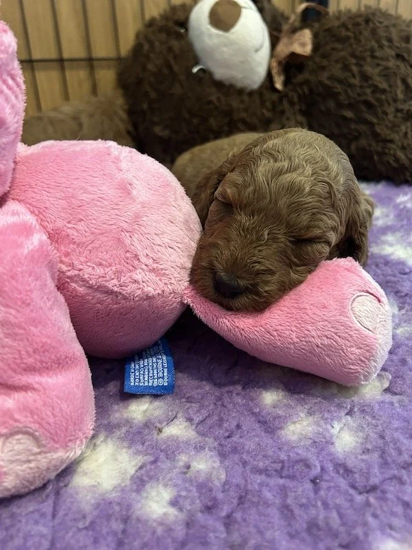 Goldendoodle puppies 3.jpeg