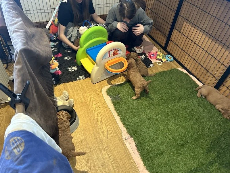 Goldendoodle puppies 26.jpeg