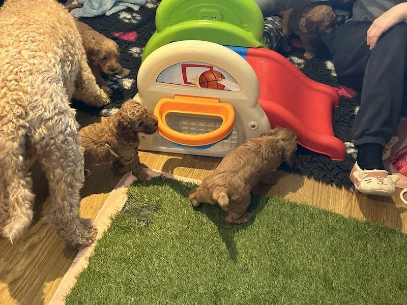 Goldendoodle puppies 27.jpeg