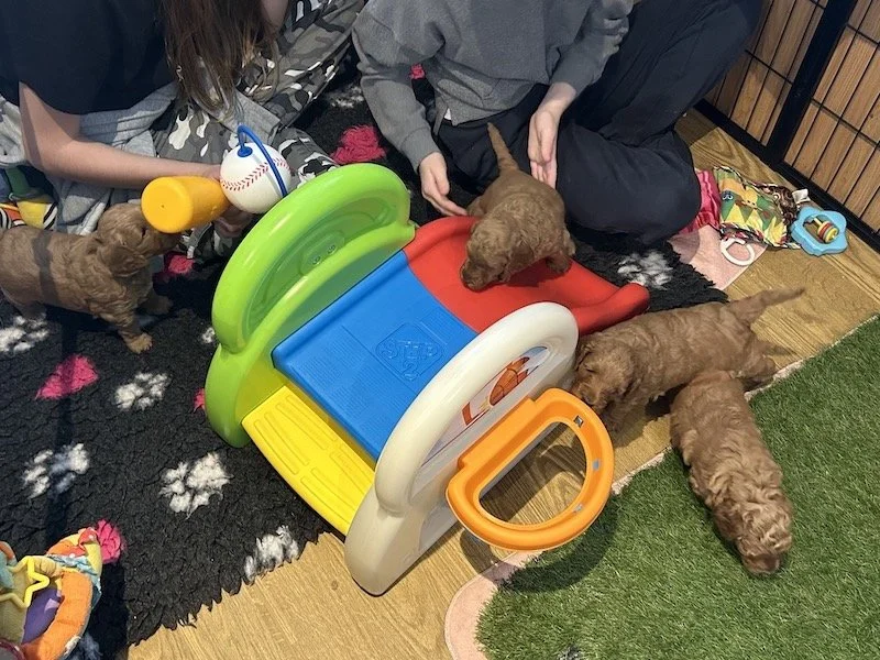 Goldendoodle puppies 30.jpeg