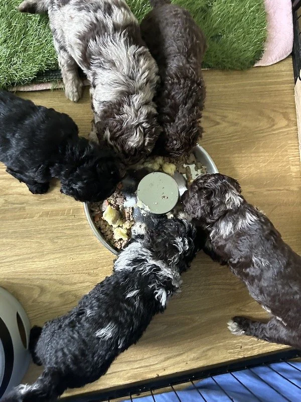 Goldendoodle puppies 2.jpeg