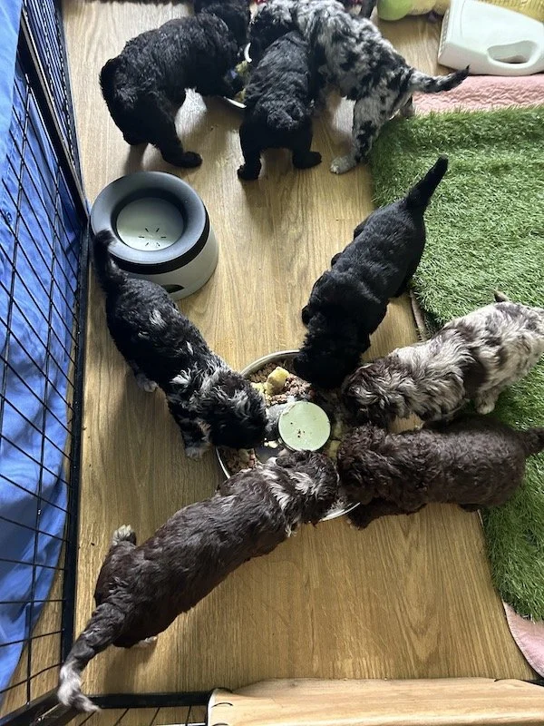 Goldendoodle puppies 1.jpeg