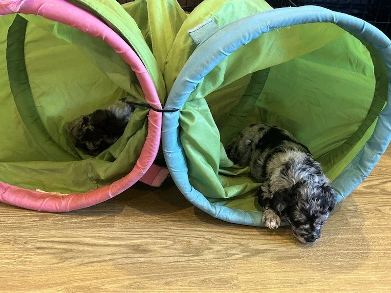 Goldendoodle puppies 6.jpeg
