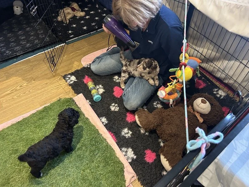 Goldendoodle puppies 8.jpeg