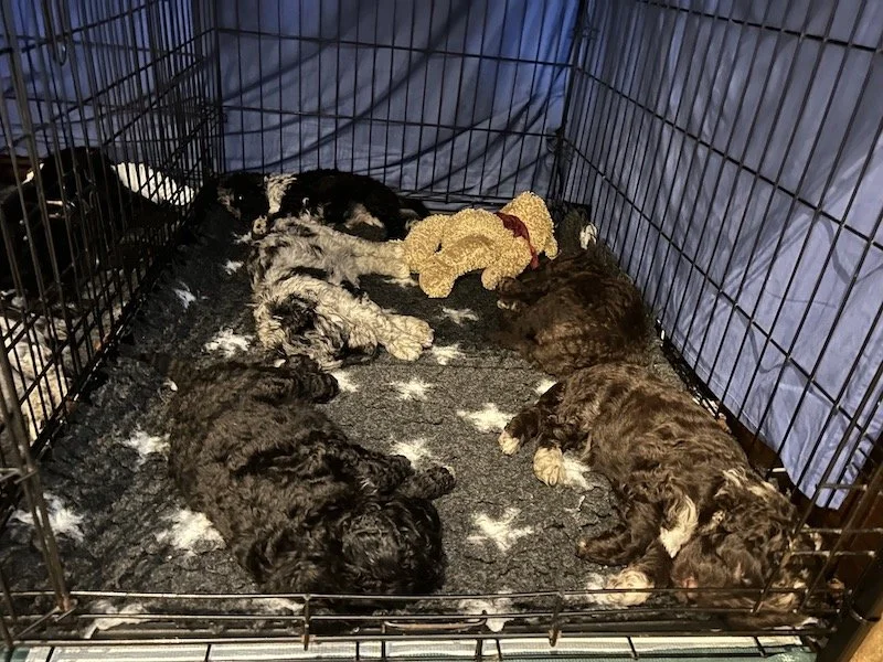Goldendoodle puppies 13.jpeg