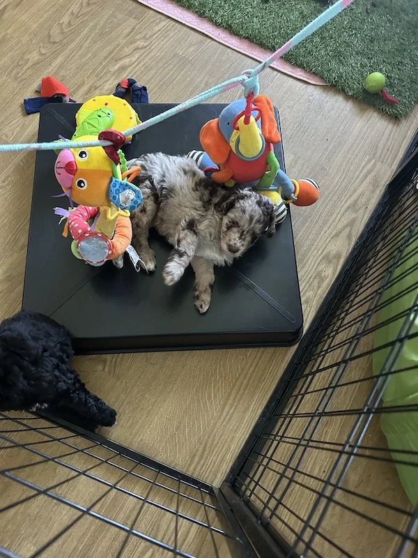 Goldendoodle puppies 21.jpeg